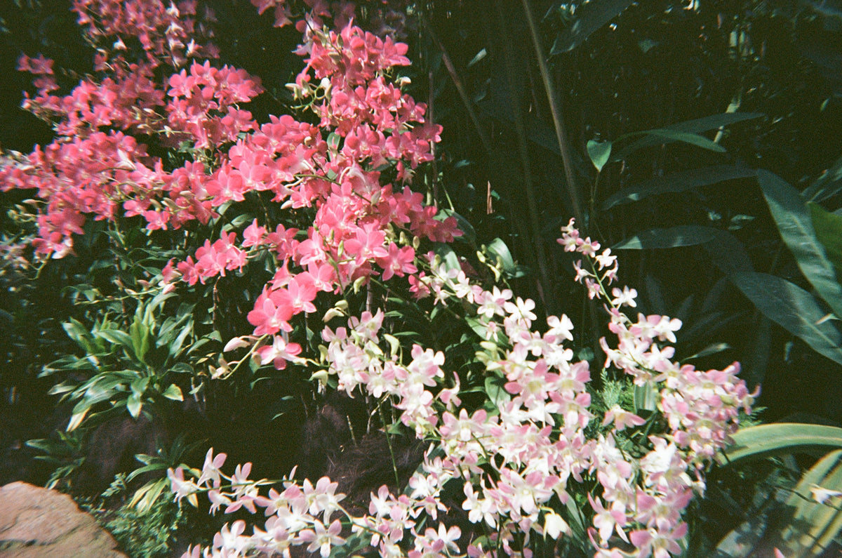 Singapore Botanical Gardens